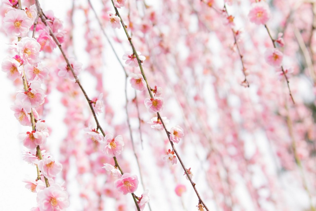 綺麗に咲き誇っているピンク色の梅の花