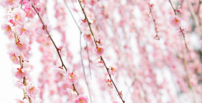 春、つらい季節…妊娠中＆妊活中に花粉症の薬って飲んでいいの？