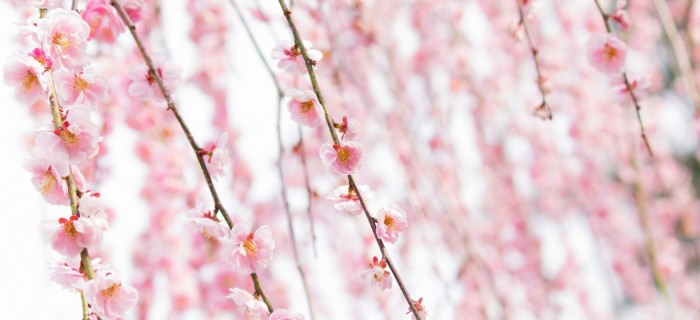 春、つらい季節…妊娠中＆妊活中に花粉症の薬って飲んでいいの？